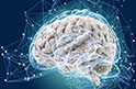 Иммунная система человека связана со структурой мозга и посттравматическими стрессовыми расстройствами