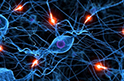Новая нейромедиаторная система на основе следовых аминов способна восстанавливать нервные клетки у взрослых особей