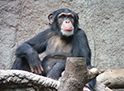 Шимпанзе, гены и социализация
